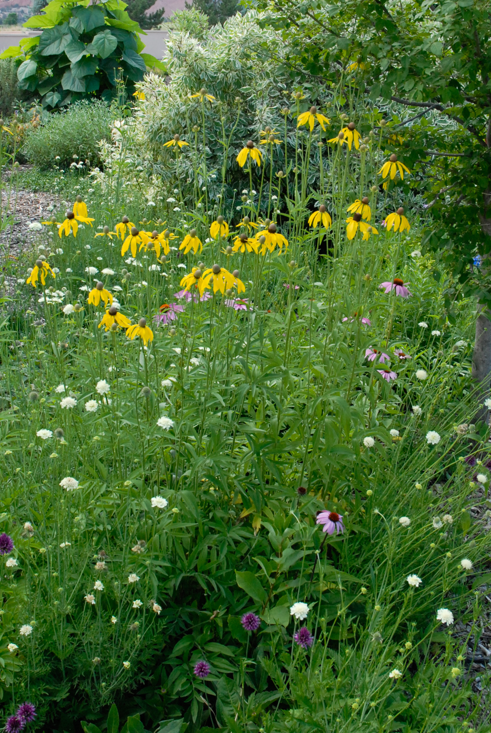 Gray-Headed Prairie Coneflower
